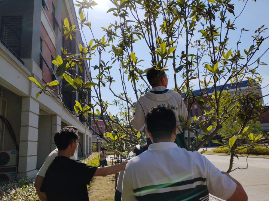 【初中部】“枇”荆斩棘 “杷”握成长——南师附中高淳学校枇杷采摘节完美收官