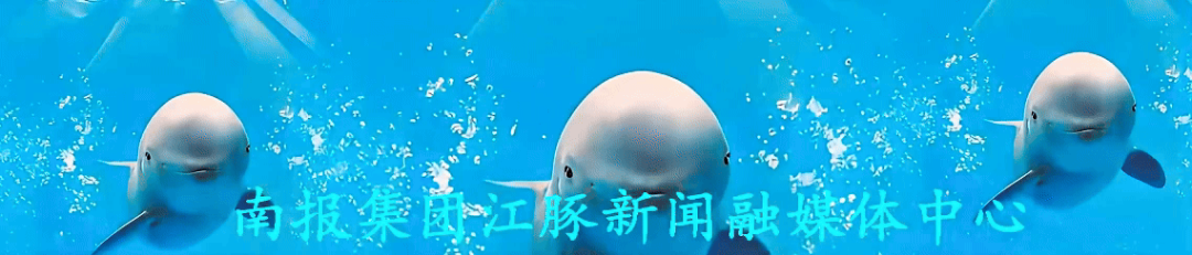江豚.gif
