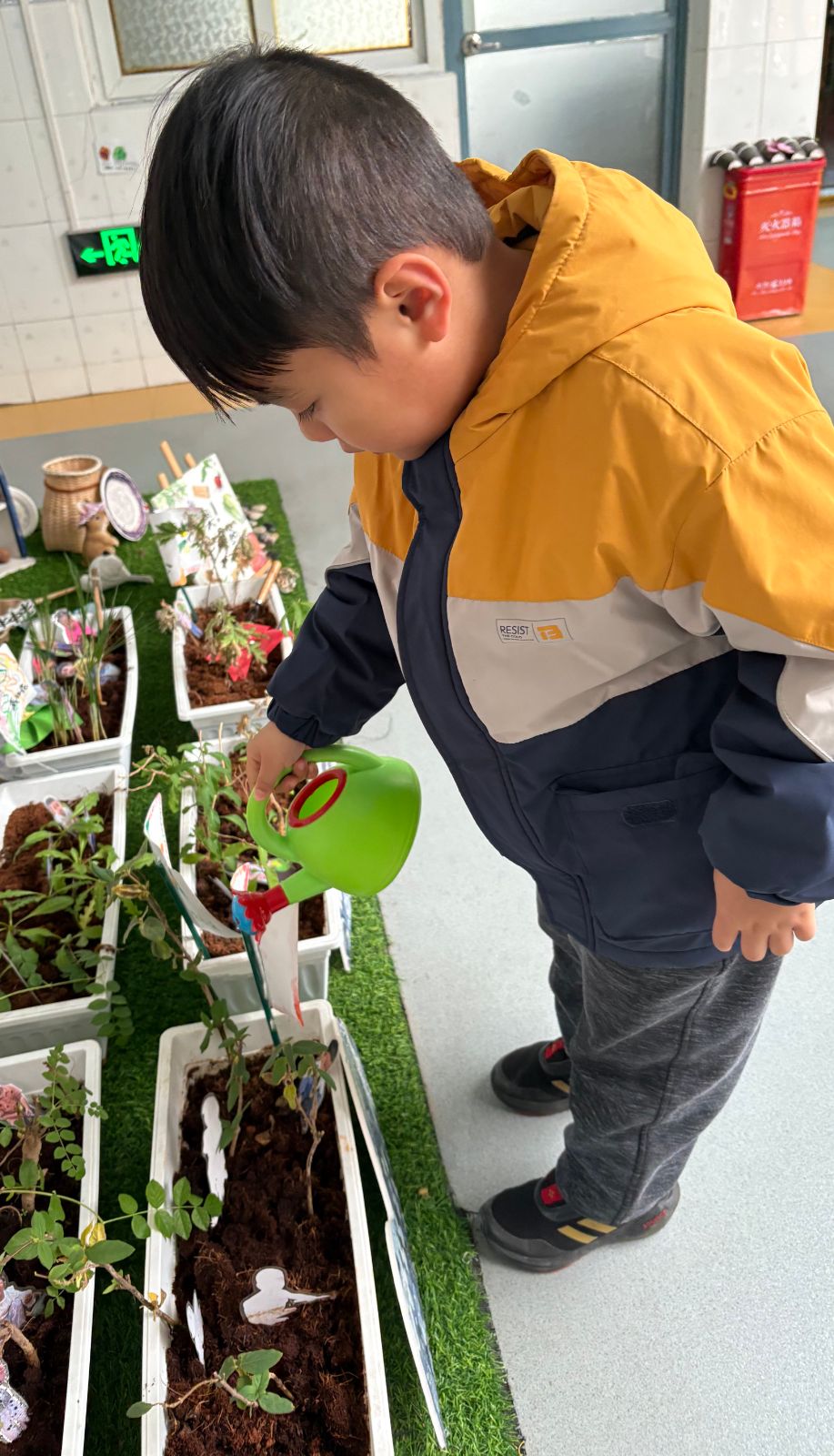 【南苑幼儿园班本课程】神奇的中草药——大一班班本主题课程