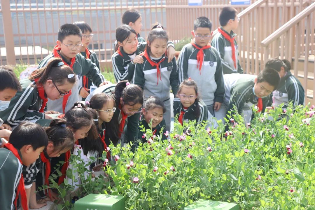 【河西•小学】农作物和诗歌,谁先发芽?