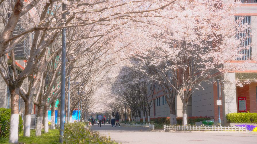 【河西•高中】4月6日校园开放日,向您发出春的邀约!